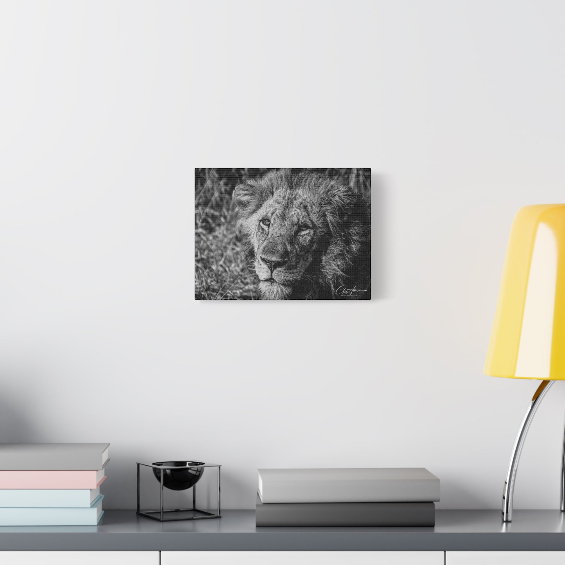 Old Lion Canvas Print B&W