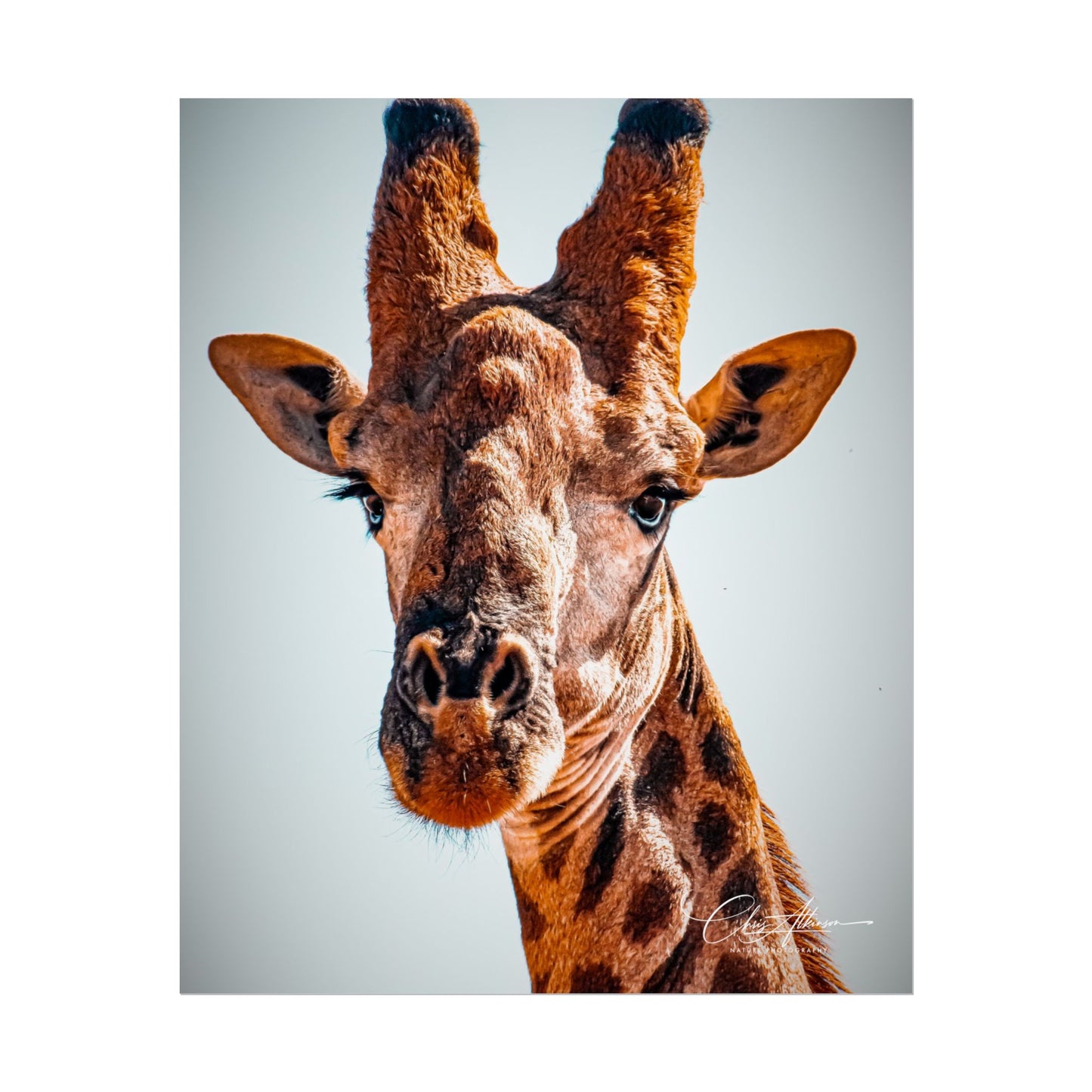 Portrait of Giraffe Poster 9″ x 11″ (Vertical) Semi Glossy