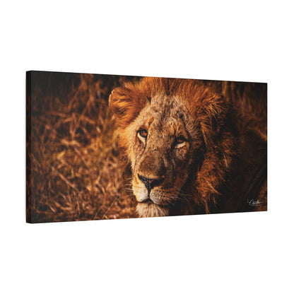 Old Lion Canvas Print 30" x 15" (Horizontal) 1.25"