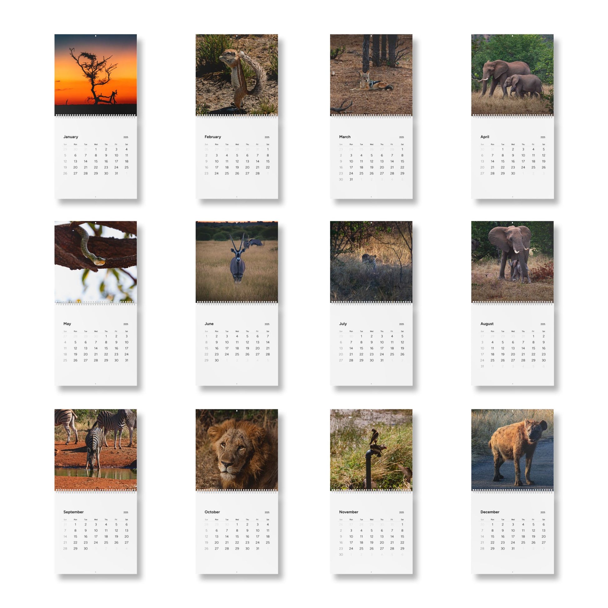 2025 Nature Wildlife Wall Calendar