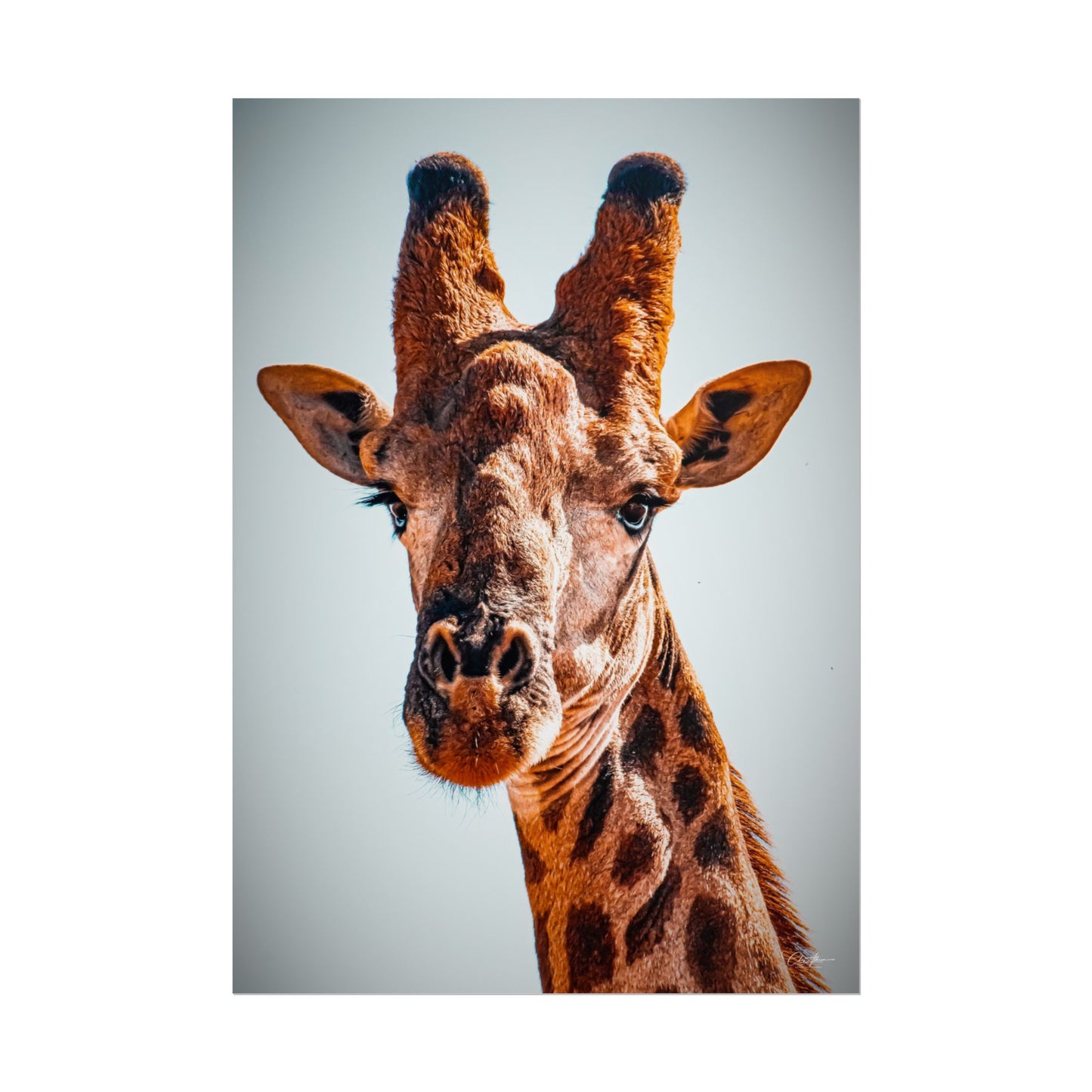 Portrait of Giraffe Poster 28" x 40" (Vertical) Matte