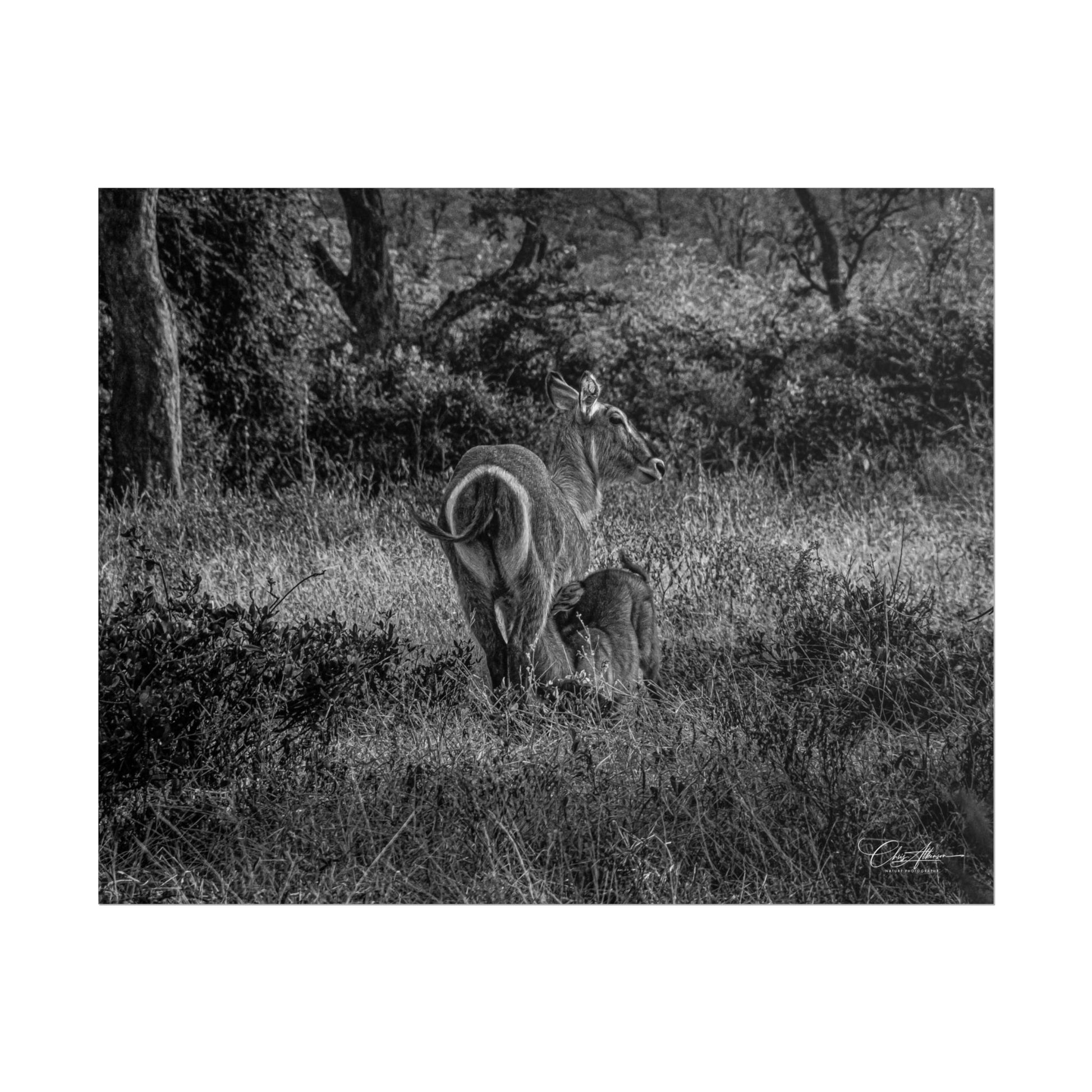 Waterbuck Baby Animal Posters B&W