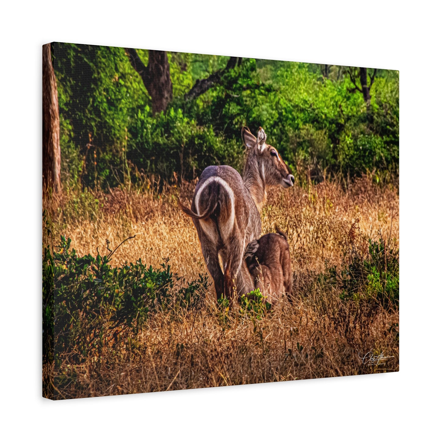 Waterbuck Nature Prints Matte Canvas