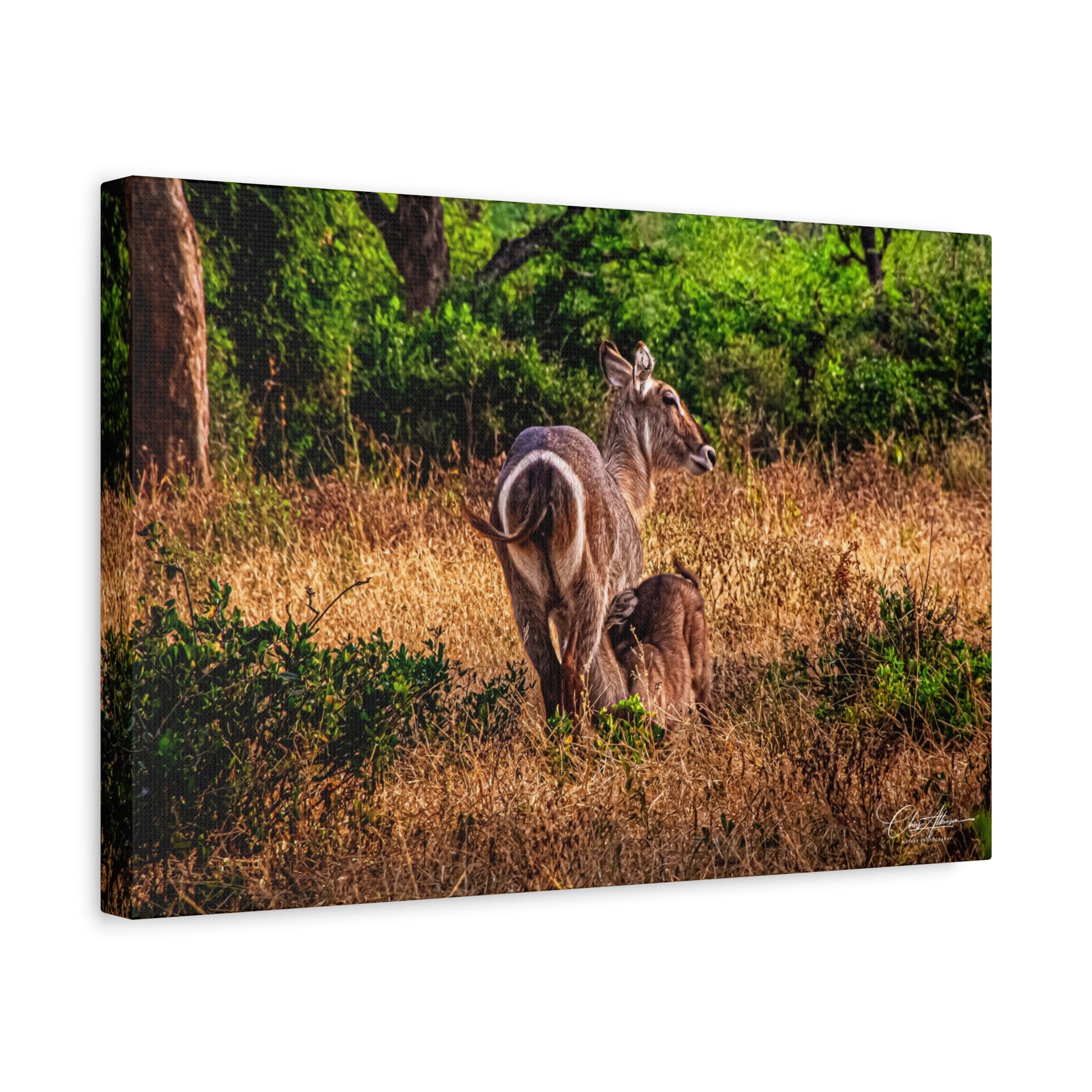 Waterbuck Nature Prints Matte Canvas