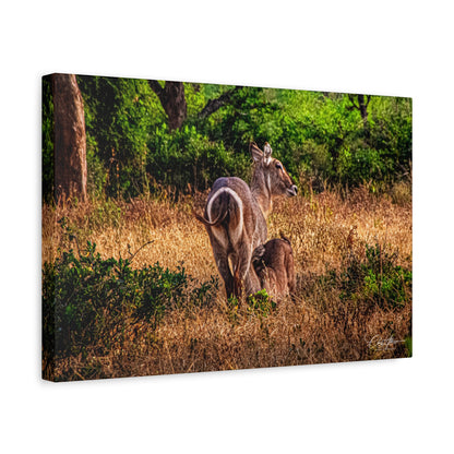 Waterbuck Nature Prints Matte Canvas