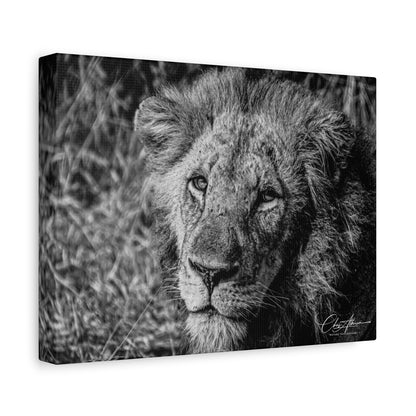 Old Lion Canvas Print B&W