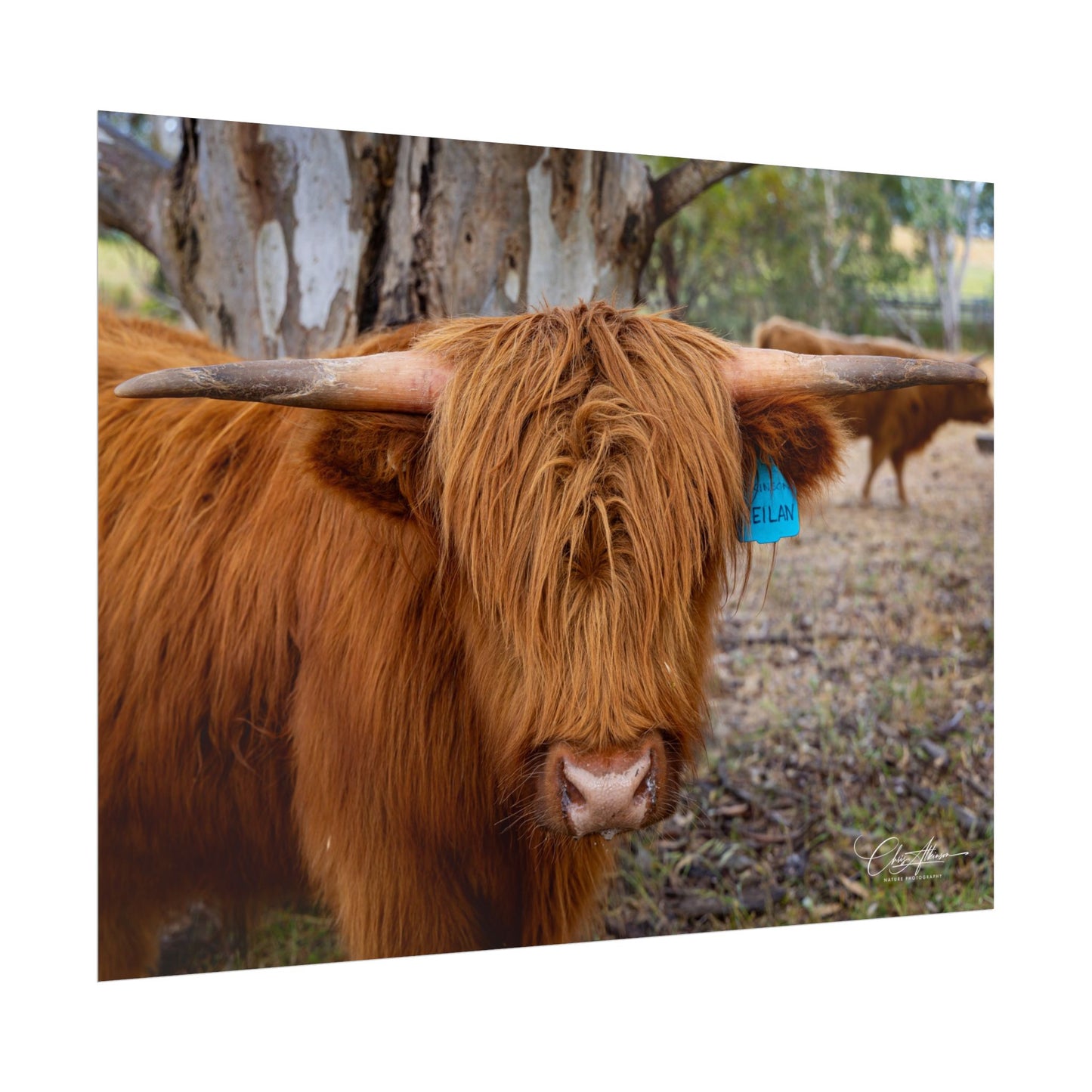 Rolled Posters - Scottish Highland Cattle