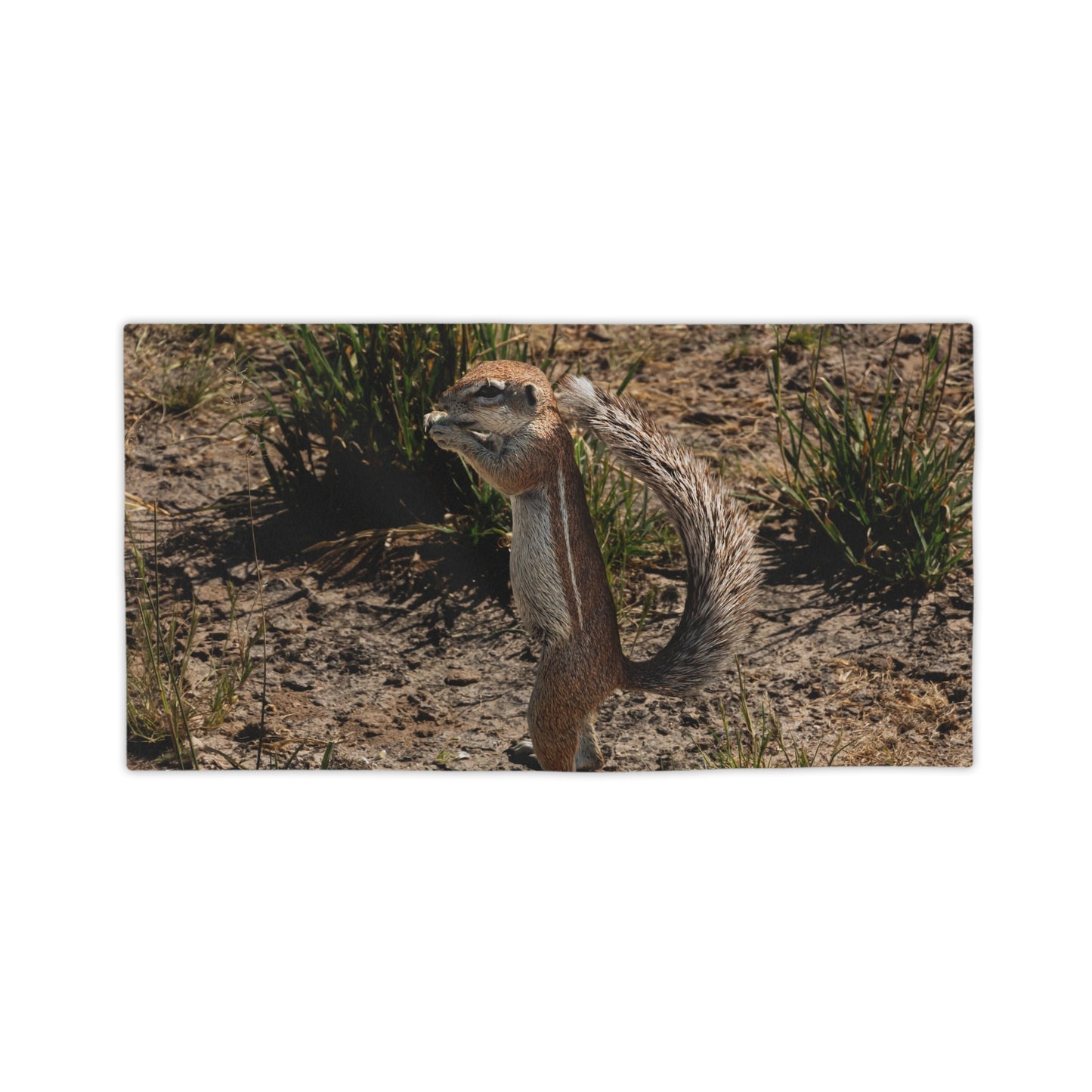 Beach Towels - Ground Squirrel