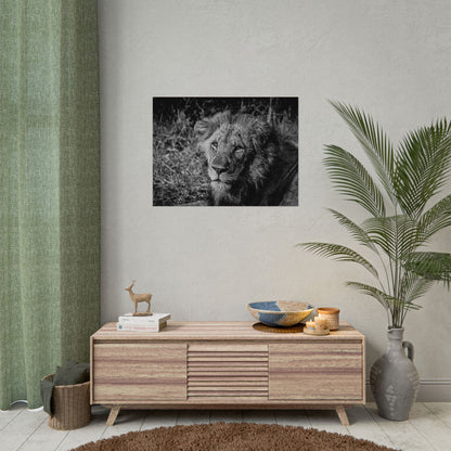 Rolled Posters - Old Lion B&W 32" x 24" (Horizontal) Fine Art