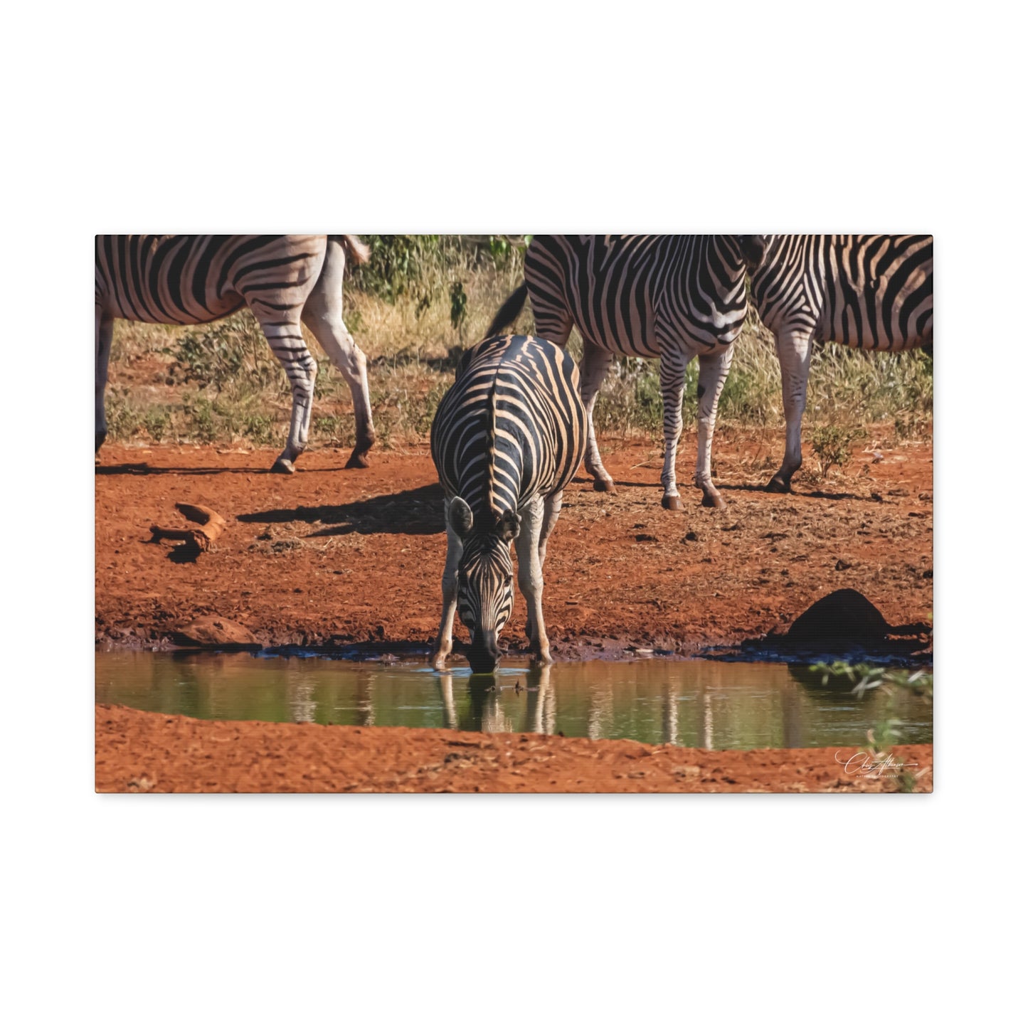 Matte Canvas, Stretched, 1.25" - Zebra at Waterhole