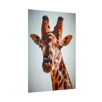 Portrait of Giraffe Poster