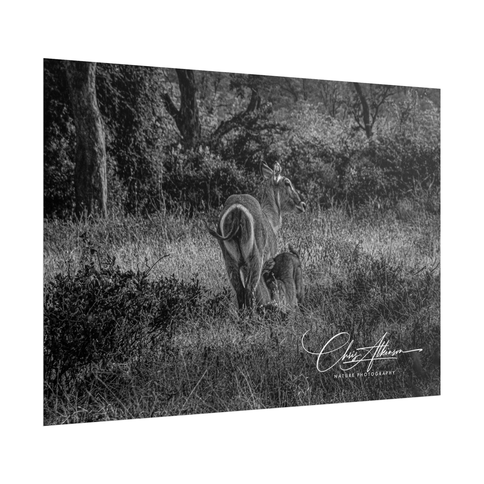 Waterbuck Baby Animal Posters B&W