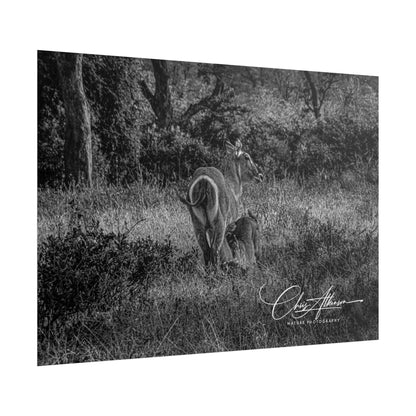 Waterbuck Baby Animal Posters B&W