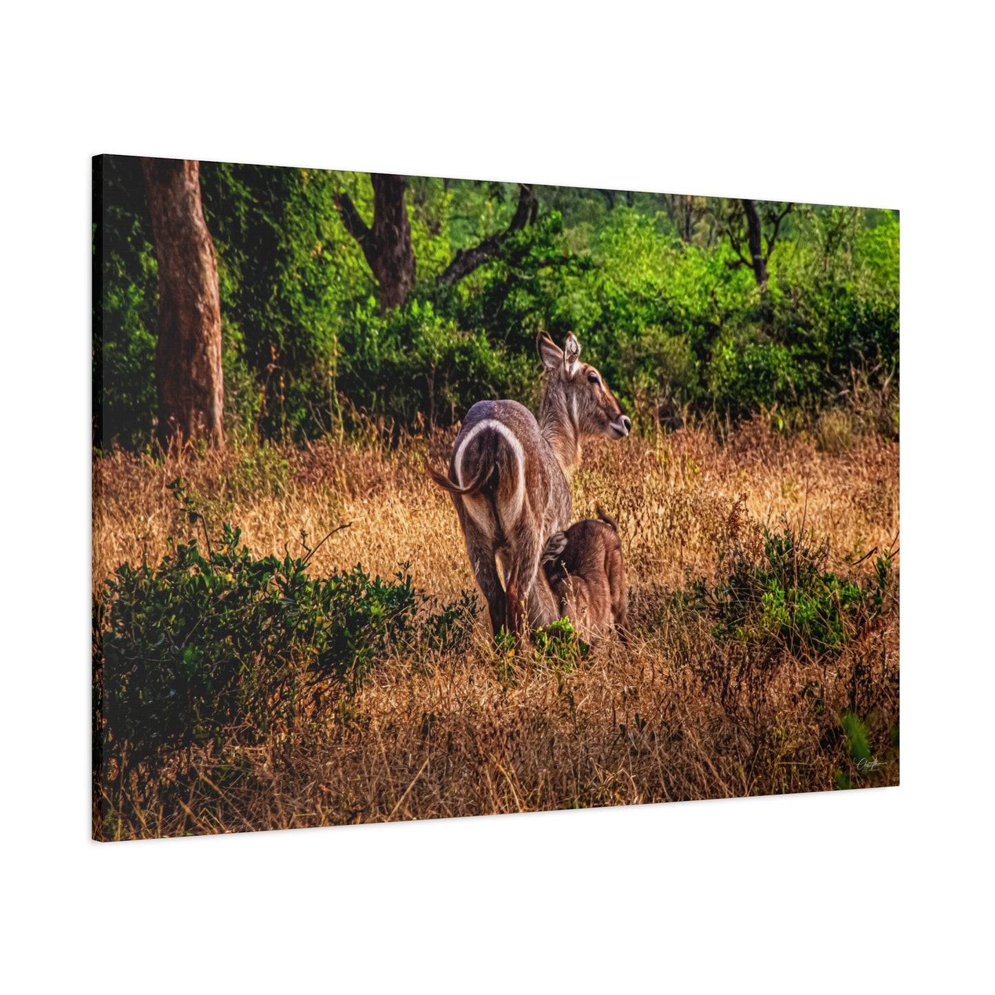 Waterbuck Nature Prints Matte Canvas