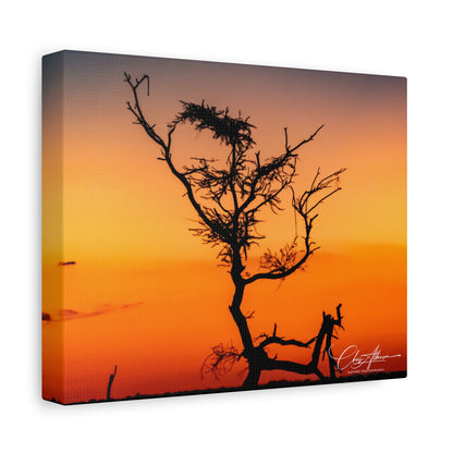 Matte Canvas, Stretched, 1.25" - Sunset over the Kalahari