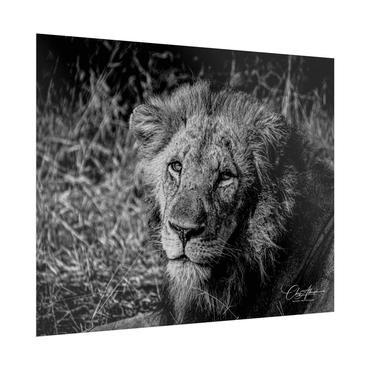 Rolled Posters - Old Lion B&W