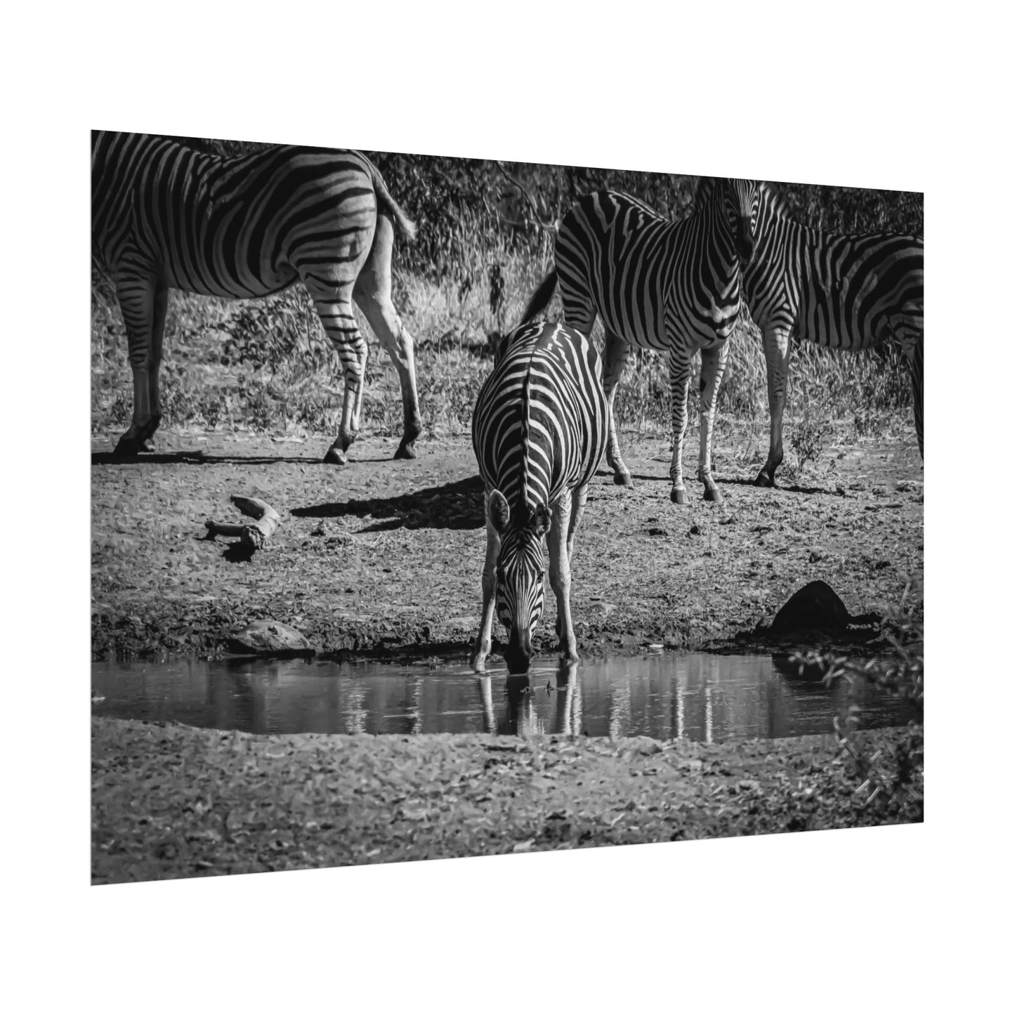 Rolled Posters - Zebra at Waterhole B&W