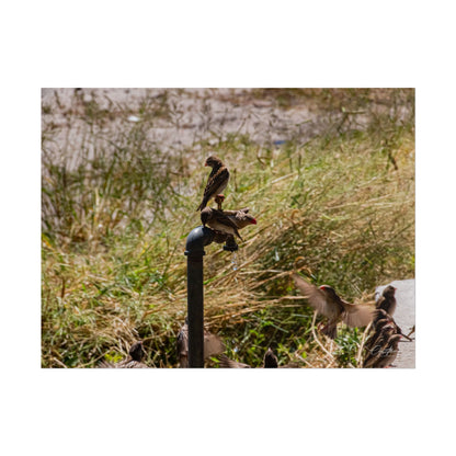 Rolled Posters - Birds and Dripping Tap