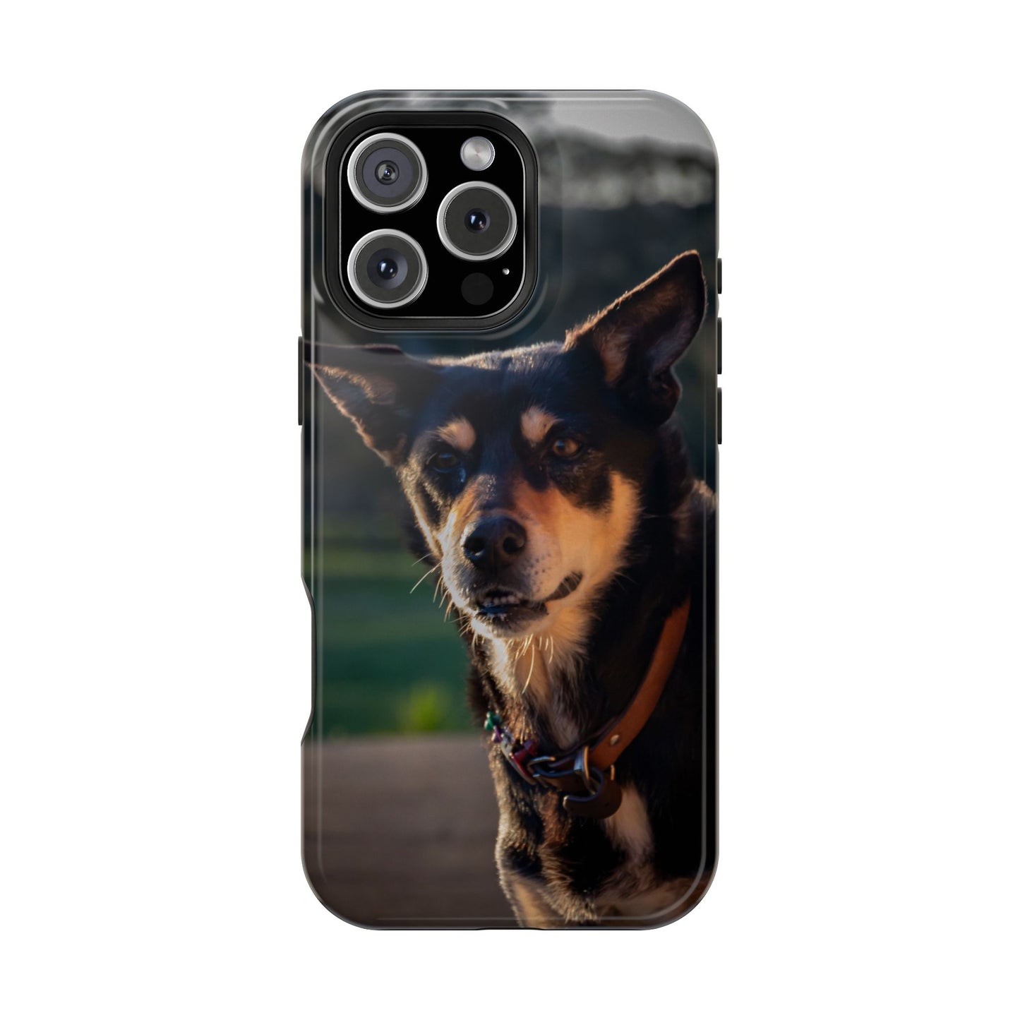 Magsafe® Compatible Tough Cases - Saba The Kelpie