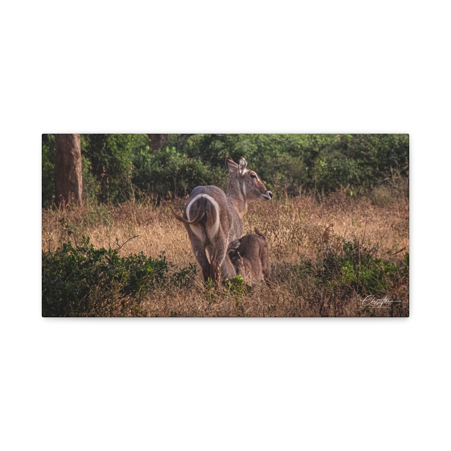 Matte Canvas, Stretched, 1.25" - Waterbuck and Baby