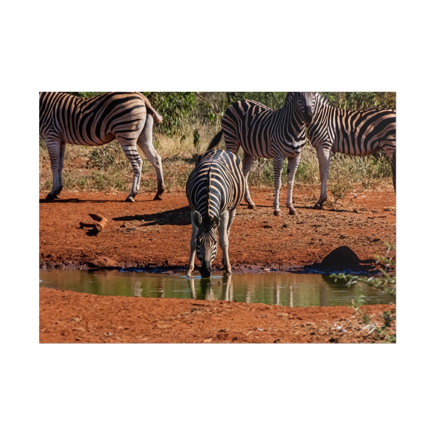 Rolled Posters - Zebra at Waterhole