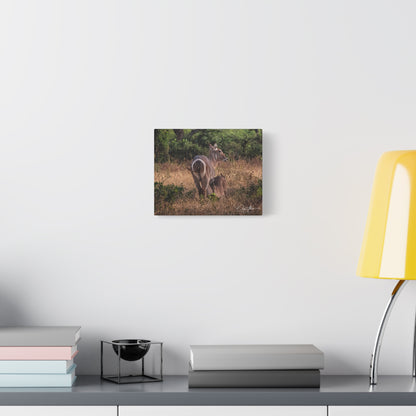 Matte Canvas, Stretched, 1.25" - Waterbuck and Baby