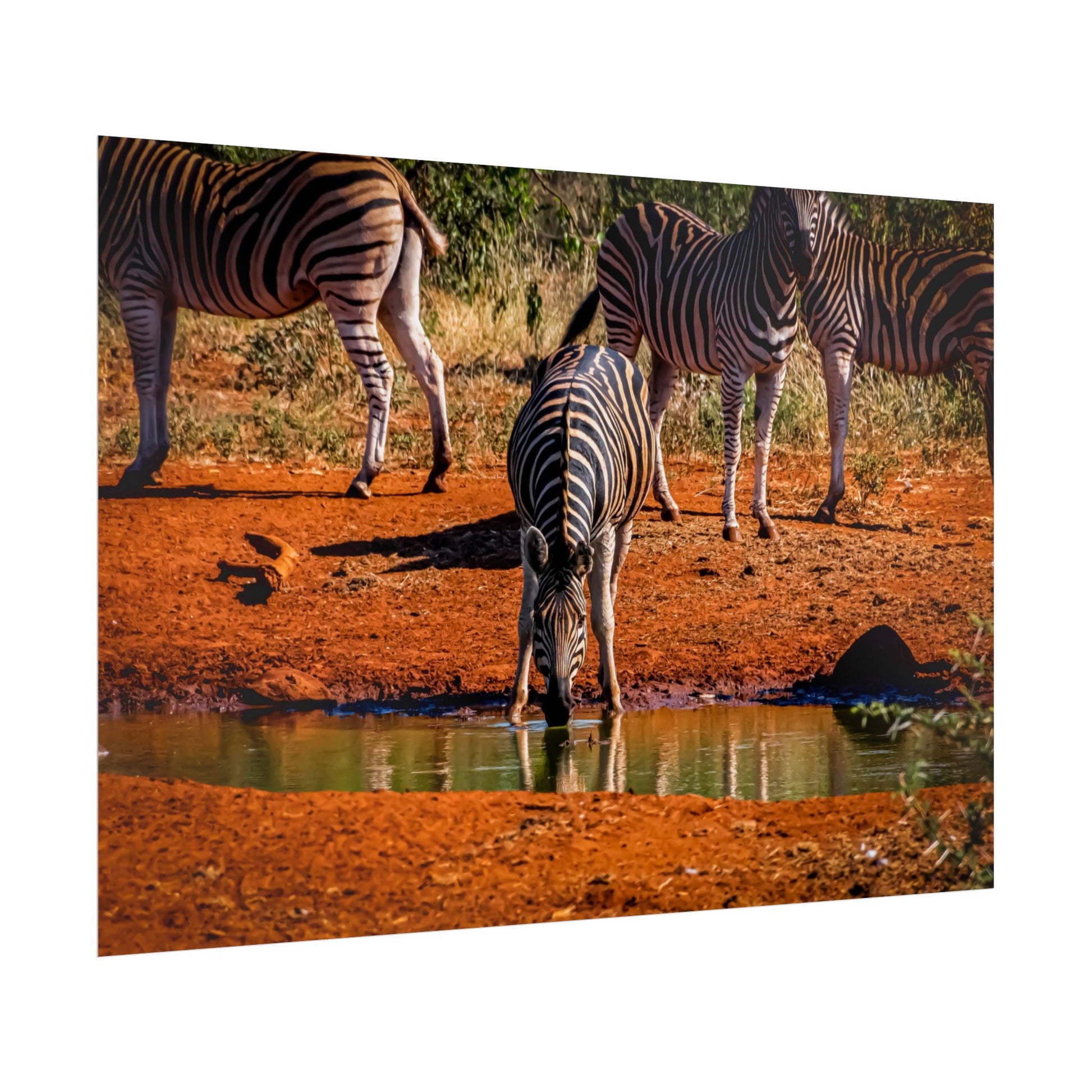 Rolled Posters - Zebra at Waterhole