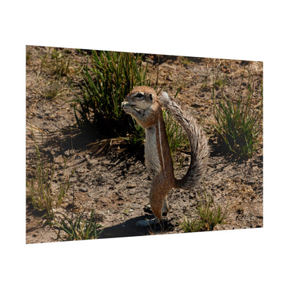 Rolled Posters - Ground Squirrel