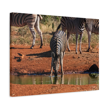 Matte Canvas, Stretched, 1.25" - Zebra at Waterhole