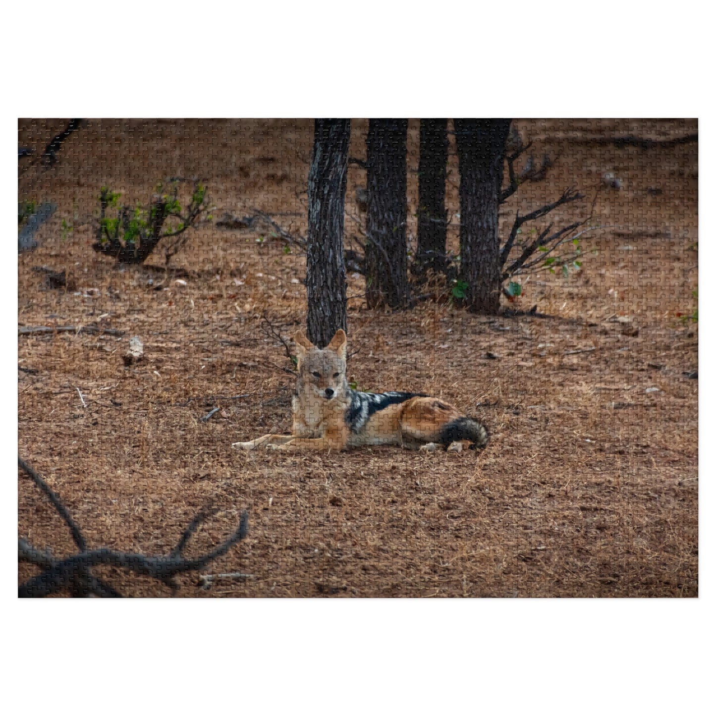 Jackal Photo Jigsaw Puzzle with Tin 40" x 28" (2000 pcs)