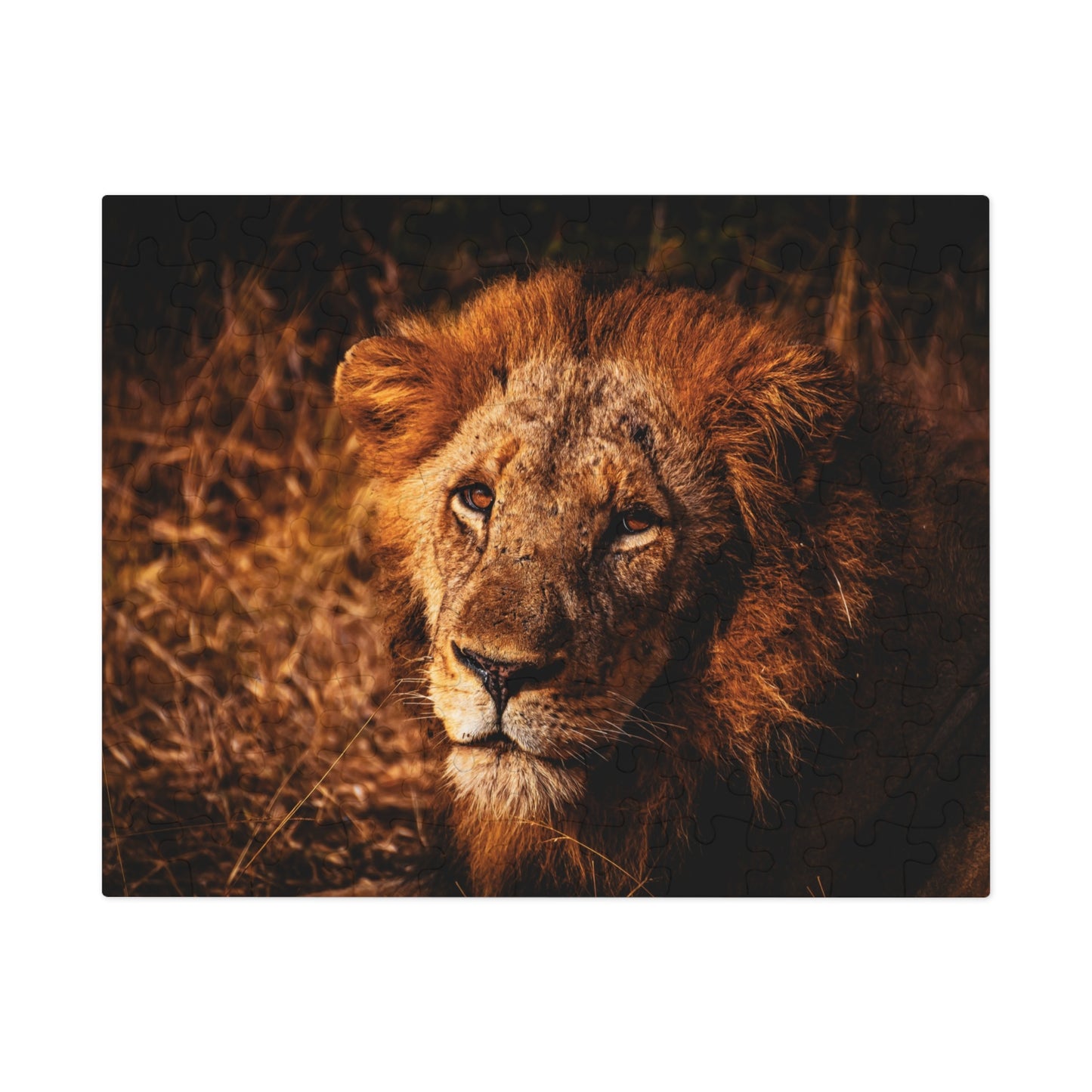 Majestic Old Lion Jigsaw Puzzle with Tin 10" × 8" (110 pcs)