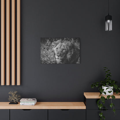 Old Lion Canvas Print B&W