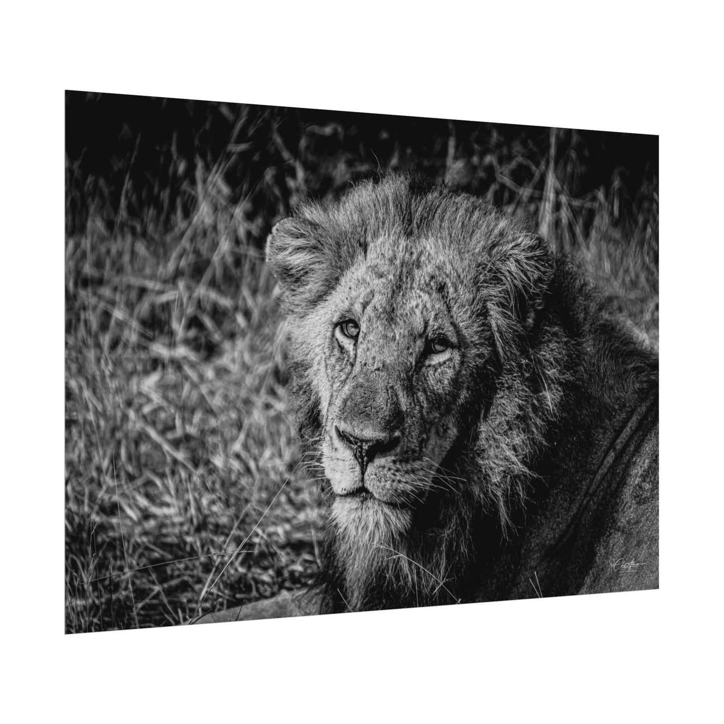 Rolled Posters - Old Lion B&W