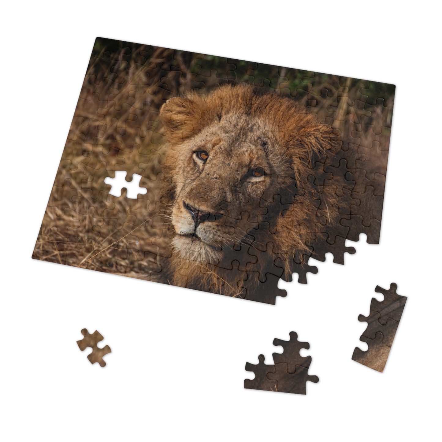 Jigsaw Puzzle (30, 110, 252, 500, 1000 Piece) - Old Lion