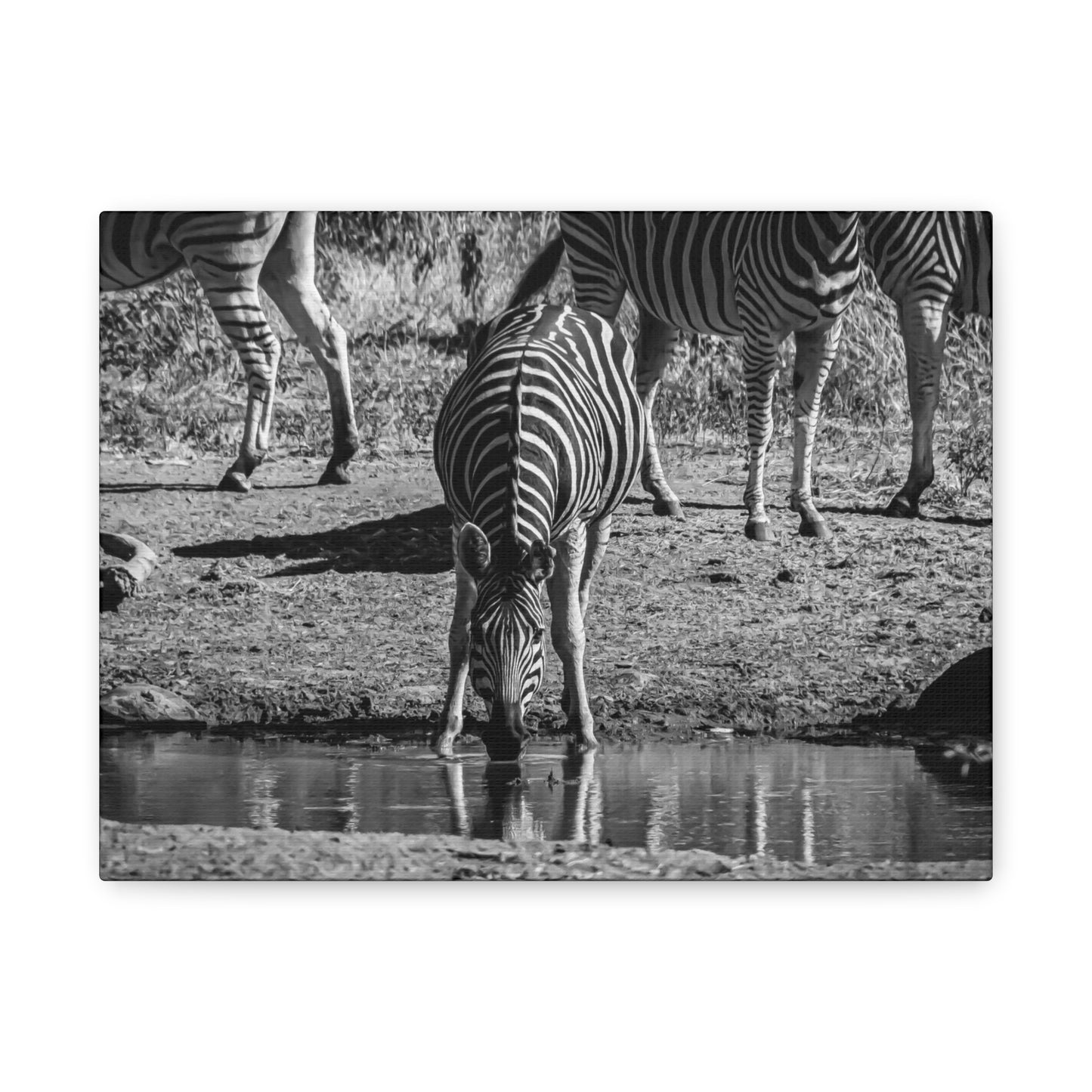 Zebra Nature Print Canvas Print B&W 12" x 9" (Horizontal) 1.25"