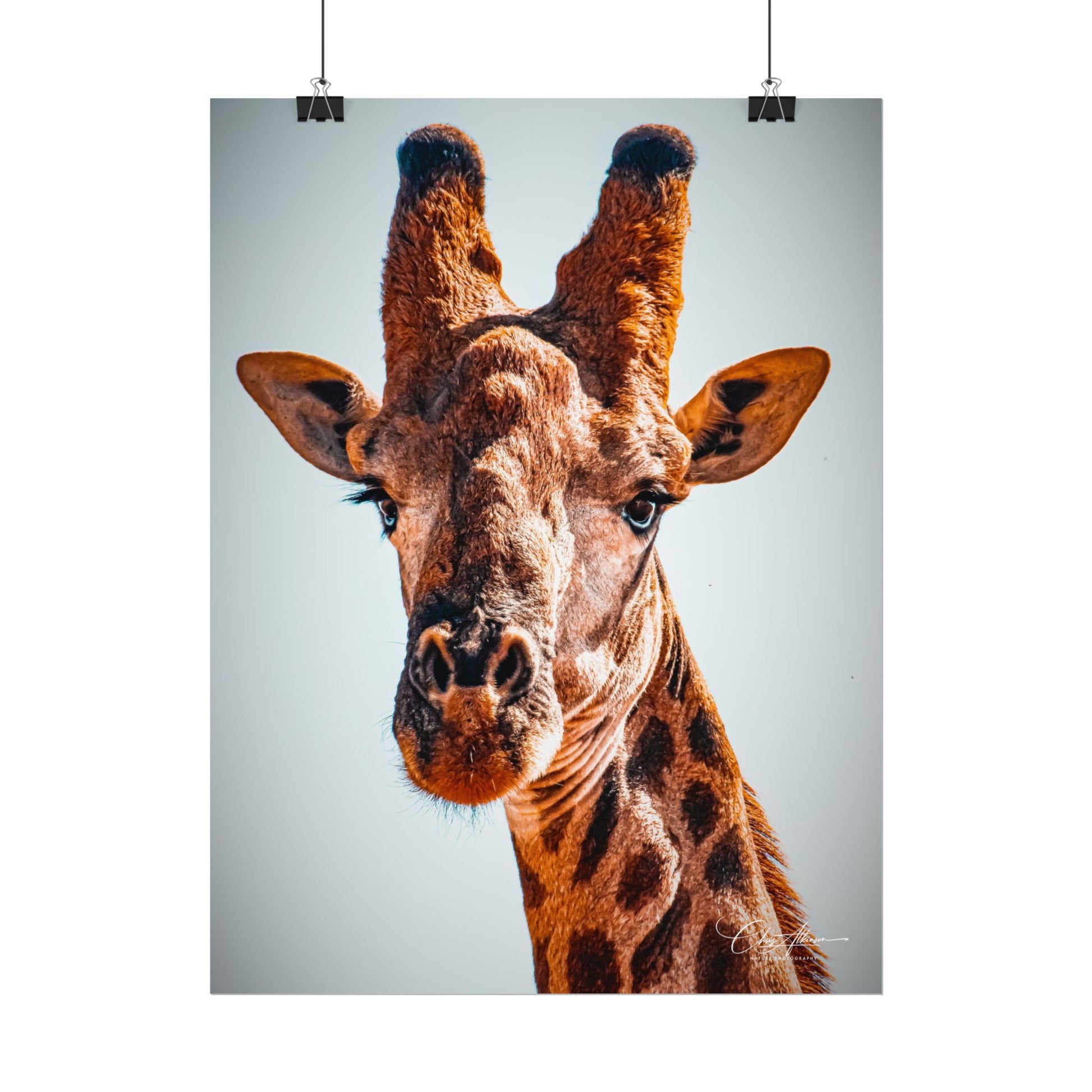 Portrait of Giraffe Poster