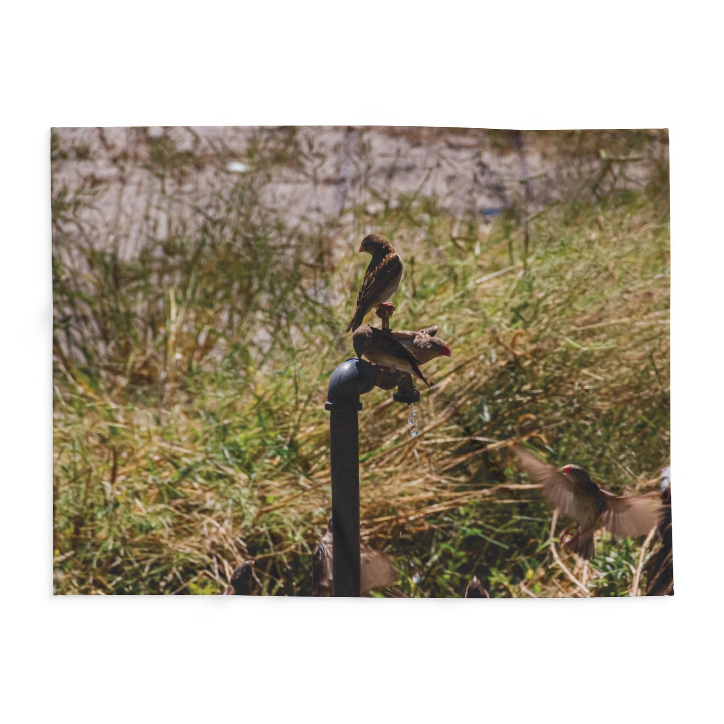 Arctic Fleece Blanket - Birds at a Dripping Tap