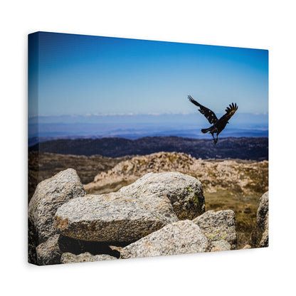 Little Raven Mt Kosciuszko Canvas Print