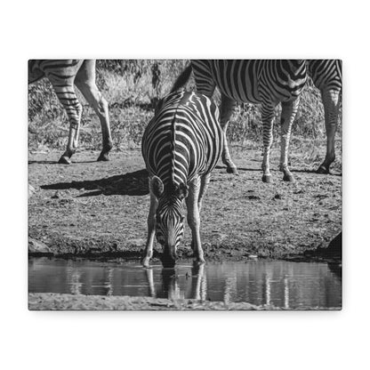 Zebra Nature Print Canvas Print B&W 10" x 8" (Horizontal) 1.25"