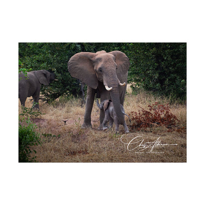 Rolled Posters - Elephant and Baby