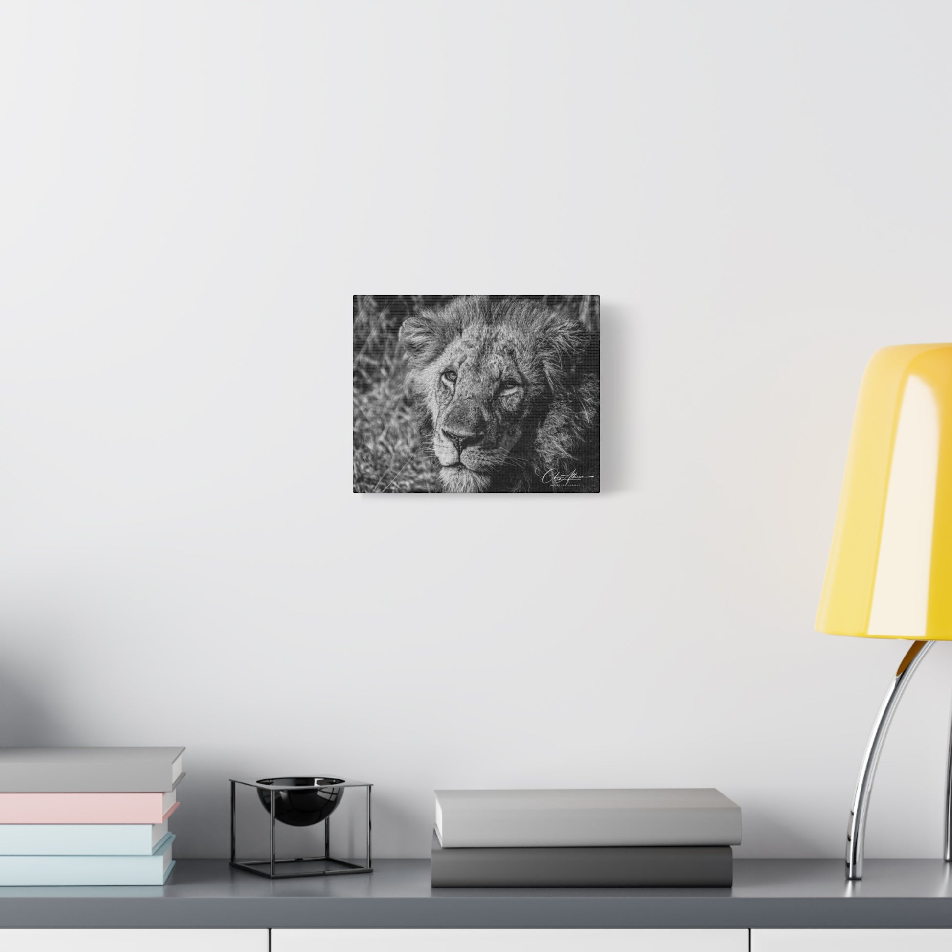 Old Lion Canvas Print B&W