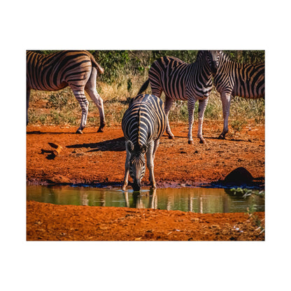 Rolled Posters - Zebra at Waterhole