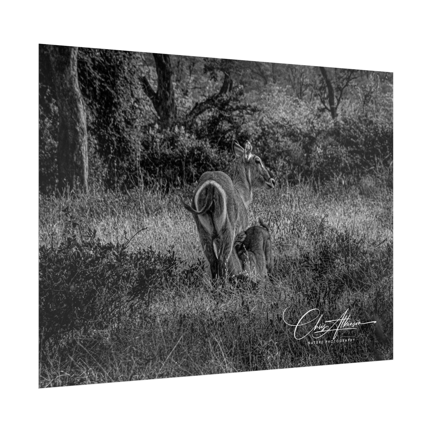 Waterbuck Baby Animal Posters B&W