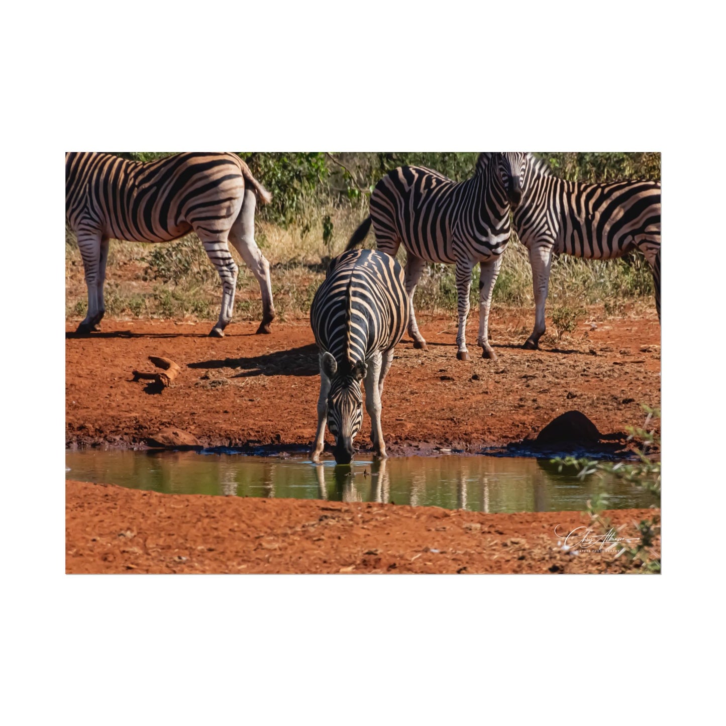 Rolled Posters - Zebra at Waterhole