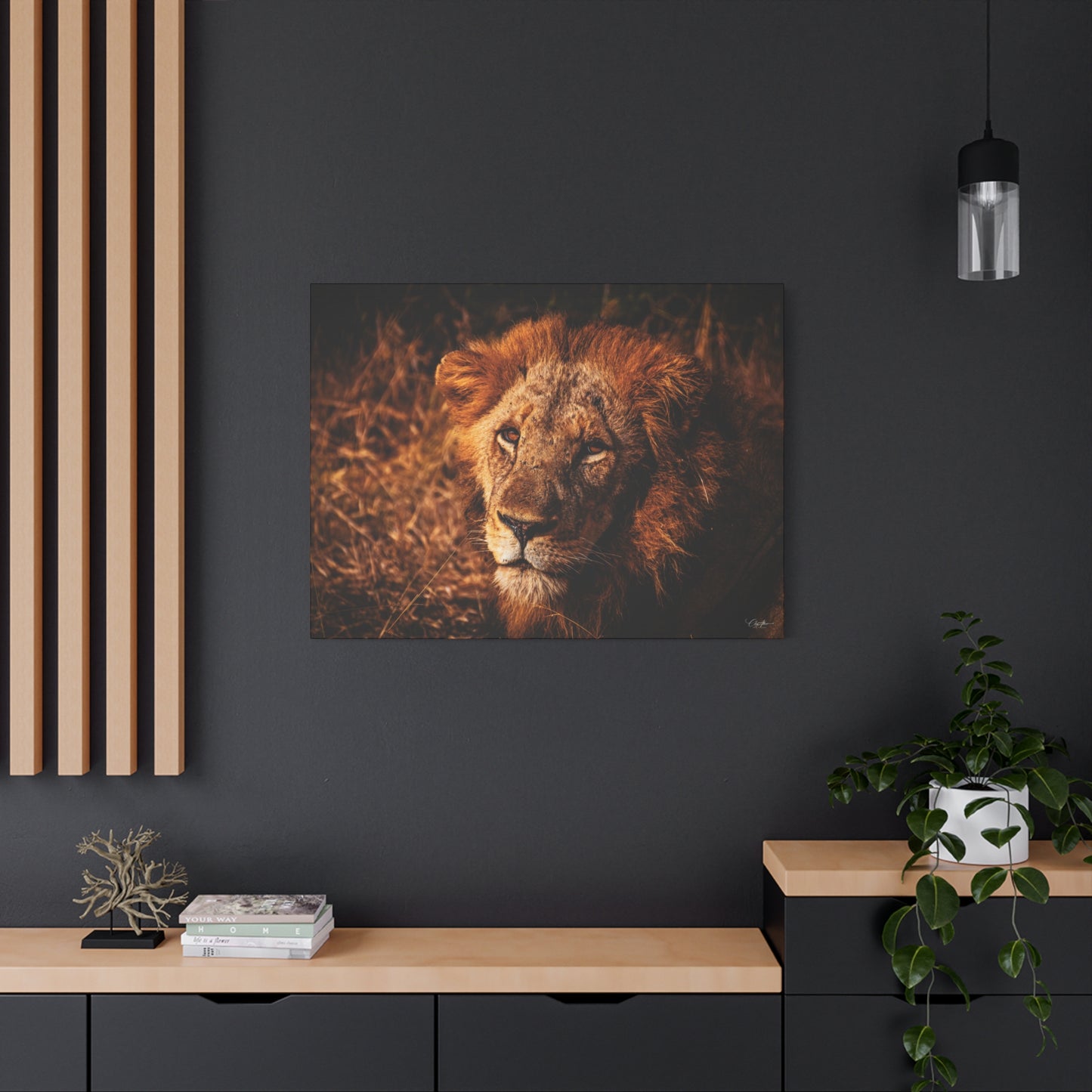 Old Lion Canvas Print