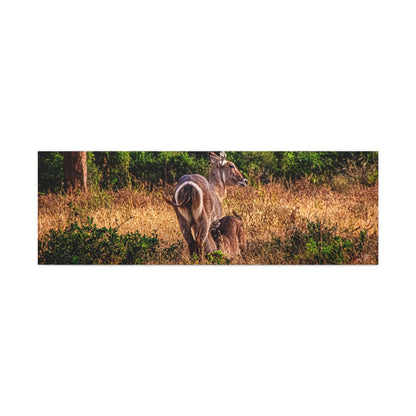 Waterbuck Nature Prints Matte Canvas 60" x 20" (Horizontal) 1.25"