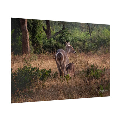 Rolled Posters - Waterbuck and Baby