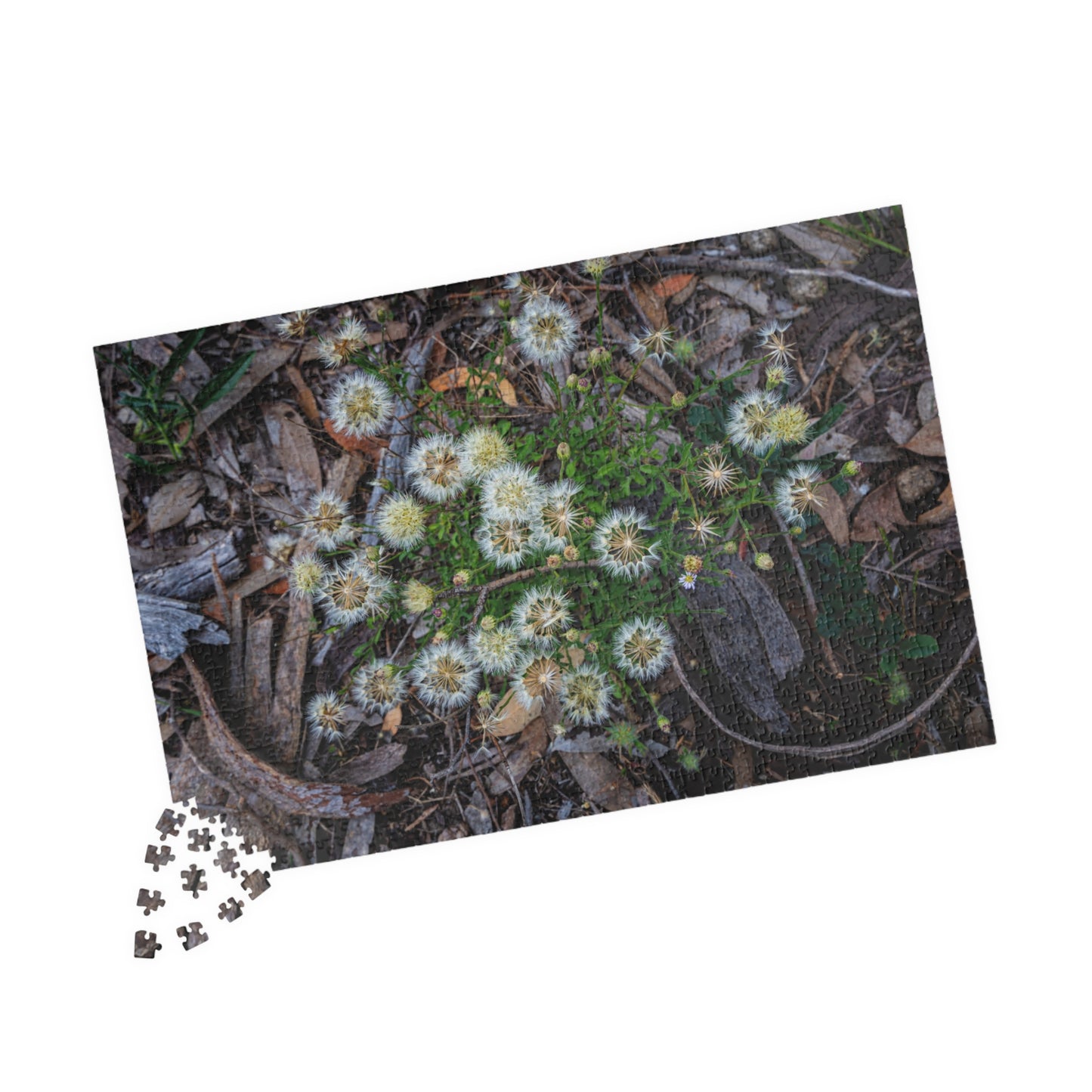 Australian Wildflower Jigsaw Puzzle 1014 pcs (Horizontal)