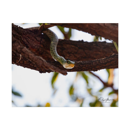 Rolled Posters - Spotted Bush Snake