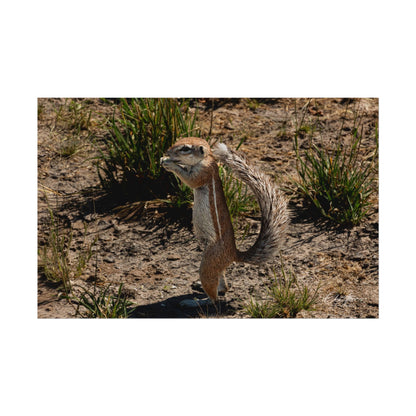 Rolled Posters - Ground Squirrel